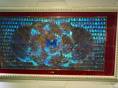 -上海昆虫博物馆