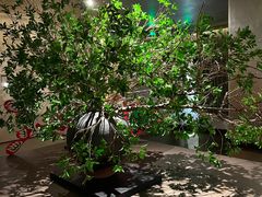 -隐溪茶馆(静安寺店)
