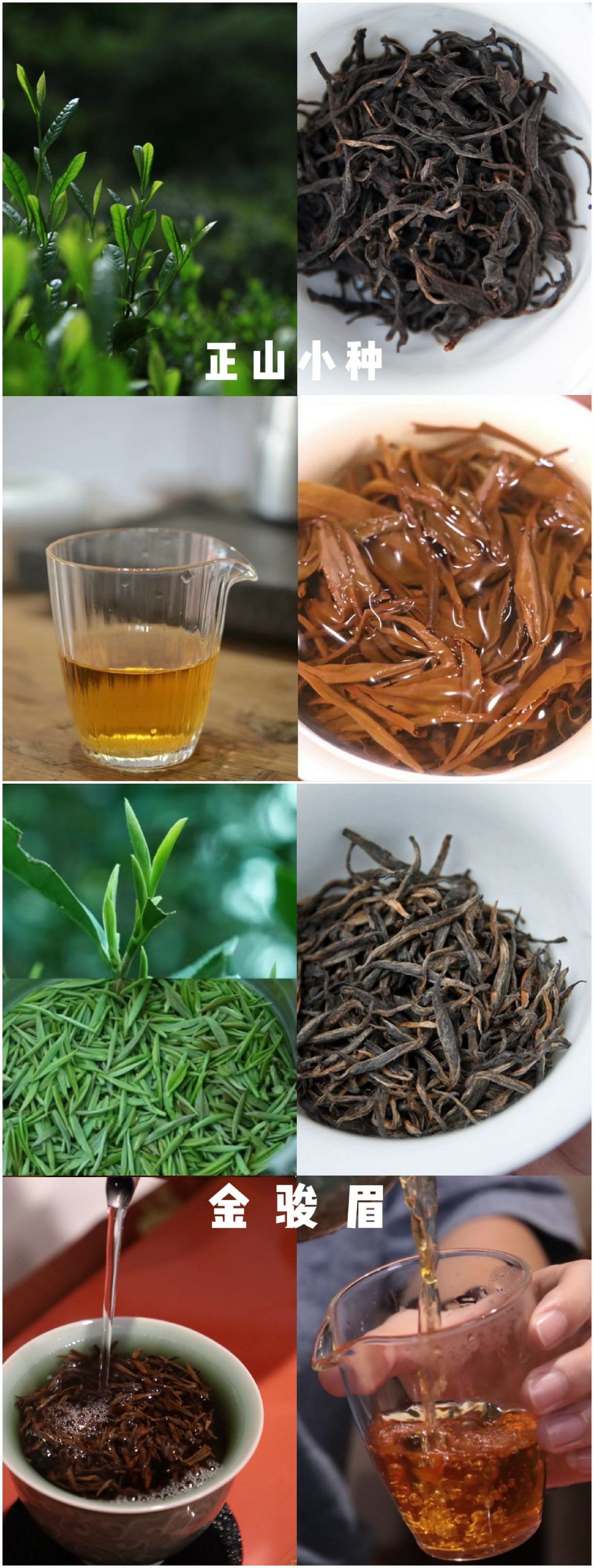 茶叶知识小课堂