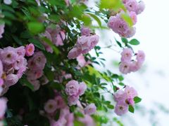 -杭州观成实验学校