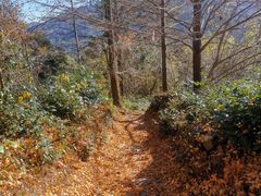 -四明山国家森林公园