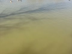 -盐城丹顶鹤湿地生态旅游区