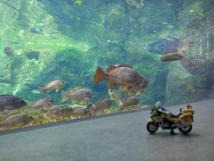 -西海国立公园九十九岛水族馆