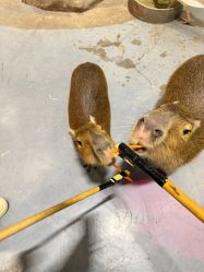 -Zoolung Zoolung动物主题公园(海信广场店)