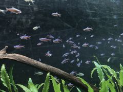 -上海海洋水族馆