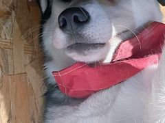 -Husky Go! 哈士奇体验馆·宠物咖啡厅狗咖