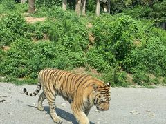 -大连森林动物园