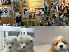 -翊宠yipet猫狗购宠庄园犬舍•猫舍