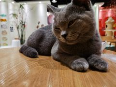 -藏猫猫咖啡主题馆(中央大道店)