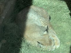 -青藏高原野生动物园