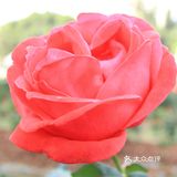 人民公园月季花展