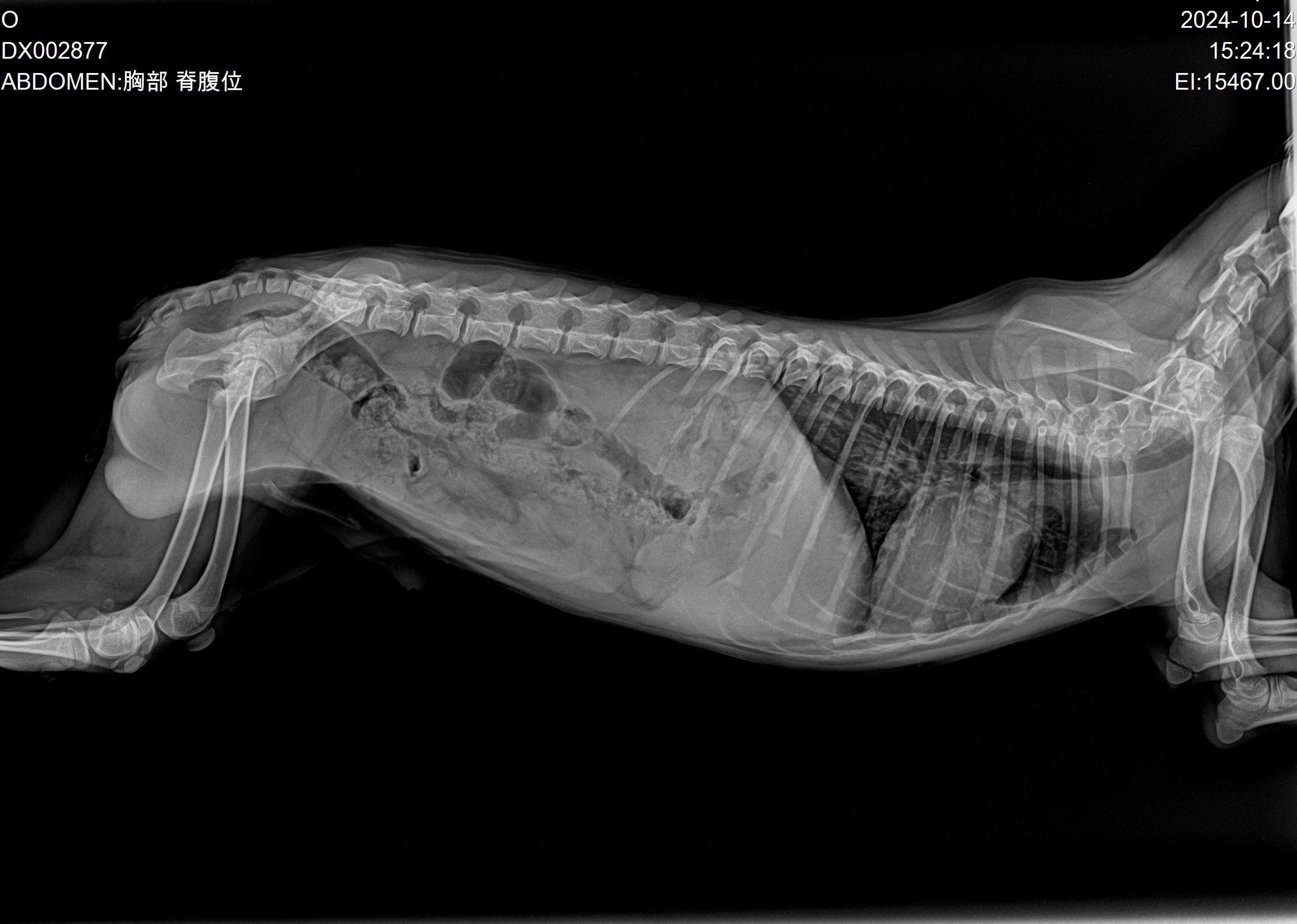 宠物体检日～x射线篇