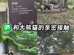 -都江堰中华大熊猫苑