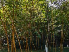 -火炉山森林公园