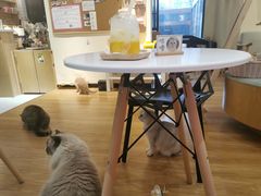 大堂-滚猫咖啡·猫咖·猫友好撸猫(未来城店)