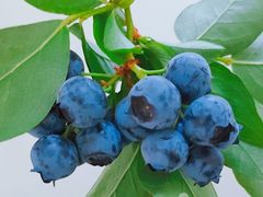 -花果山生鲜超市(浑河湾店)