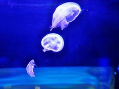 -福州罗源湾海洋世界旅游区