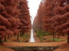 -黄海国家森林公园