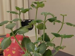-修申骨雕小颜脊柱骨盆管理产后修复