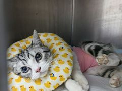 -中农国际动物医院24小时·猫科·骨科·急重症中心