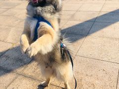 -乐琪宠物医院·犬猫专科·骨外科·急重症