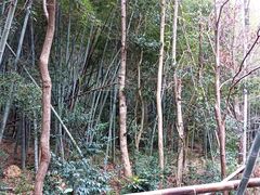 -小芝红树林