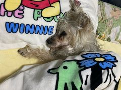 -爱侣宠医·鹦鹉专科·小型哺乳类·异宠专科(灵石路店)