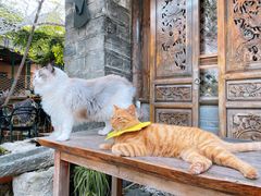 -喵屿·大理花园猫咖