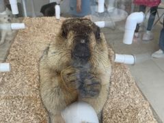 -怪兽屋·羊驼·猫咖·狗咖(俊华广场店)