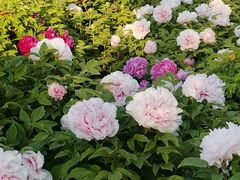 -莲花池公园