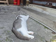 -磁器口古镇