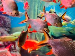 -上海海洋水族馆