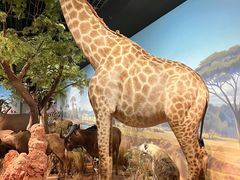 -陕西自然博物馆