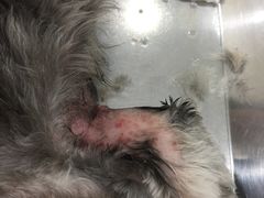 -八公叔叔宠物美容连锁(春申店)