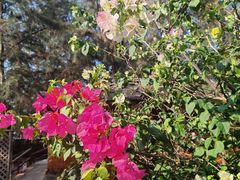 -北海金海湾红树林生态旅游区