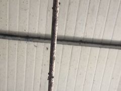 -珍记海鲜粥·海鲜粉