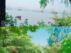 -西湖外事游船(花港观鱼码头)