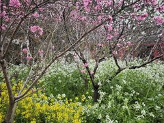 -南汇桃花村