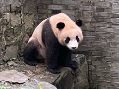 -都江堰中华大熊猫苑