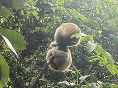 -普洱太阳河森林公园