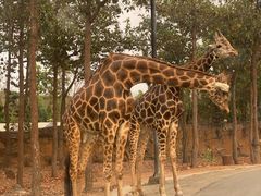 -清迈夜间动物园
