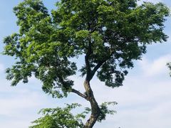 -鹅湖玫瑰文化园