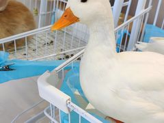 -怪兽屋·羊驼·猫咖·狗咖(俊华广场店)