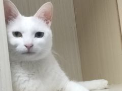 -博特宠物医院24h犬猫全科.骨科·异宠