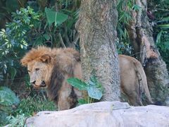 -广州长隆野生动物世界