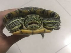 -紫燕百味鸡(明湖店)