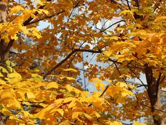 -Apple零售店(成都太古里店)