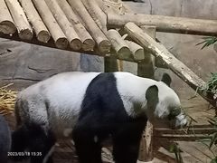-深圳野生动物园