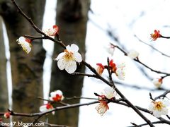 梅花-香雪海