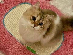 -momokira米努特·德文卷毛猫·棉花面纱犬